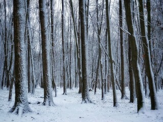 Winter forest in the snow. Nature in frosty weather. Hoarfrost on tree branches. Cold weather in the woods. Fairy landscape for background.