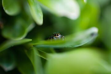 Evarcha jucunda. Araña saltarina