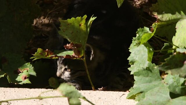 Chat dans les buissons