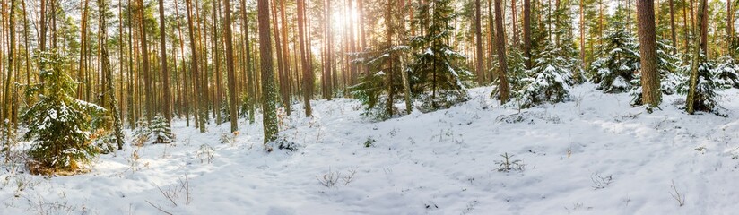 zima w lesie na Mazurach w północno-wschodniej Polsce