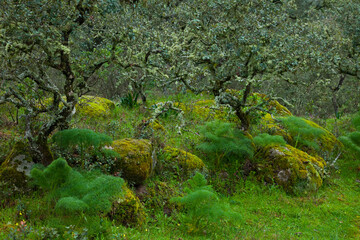 Parque Natural Sierra de Andújar, Jaen, Andalucía, España