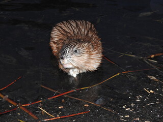 Muskrat near the shore