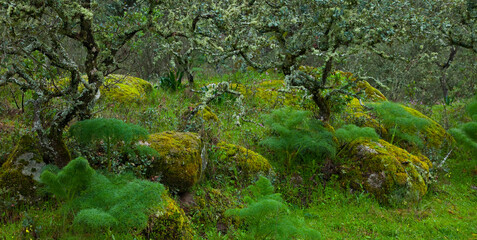 Parque Natural Sierra de Andújar, Jaen, Andalucía, España