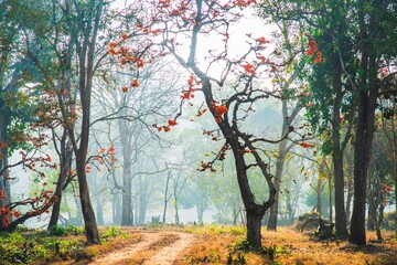 Nagarahole National Park the gateway to Jungle - Karnataka -India