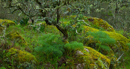 Parque Natural Sierra de Andújar, Jaen, Andalucía, España