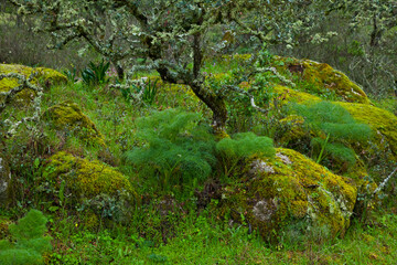 Fototapeta premium Parque Natural Sierra de Andújar, Jaen, Andalucía, España