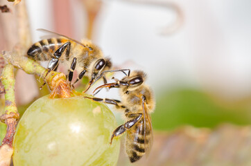 Bees eat ripe green grapes in the garden outdoor.