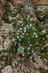 Romero en flor, Parque Natural Sierra de Andújar, Jaen, Andalucía, España