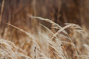 Fototapeta premium ears of wheat