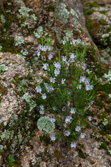 Romero en flor, Parque Natural Sierra de Andújar, Jaen, Andalucía, España
