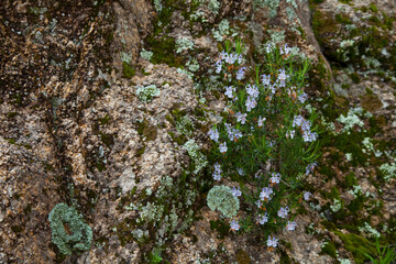 Romero en flor, Parque Natural Sierra de And&uacute;jar, Jaen, Andaluc&iacute;a, Espa&ntilde;a