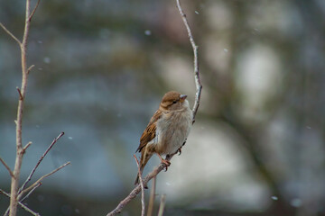 robin on branch