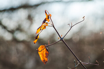 autumn leaves on the tree