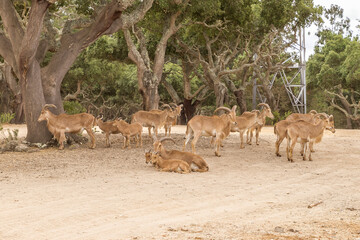 Group of ram standing and lying down with an electrical distribution tower behind