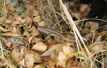 A adult specimen of Large psammodromus or Algerian sand racer (Psammodromus algirus). Is a species...