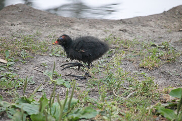 Chick of the common moorhen (Gallinula chloropus), also known as the swamp chicken, is a bird...