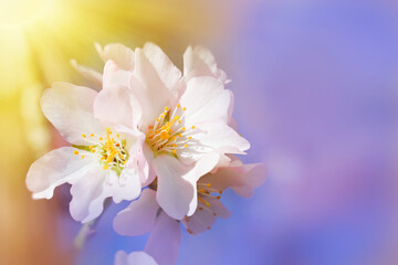 Almond blossom with sun rays and sky