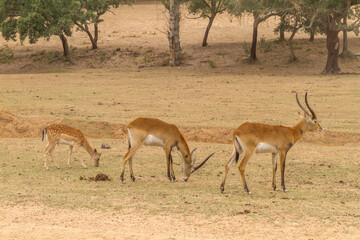 Three deer eating and watching around nature and forest, with freedom