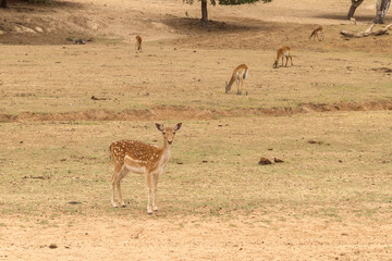 One deer looking and five other animals eating in nature