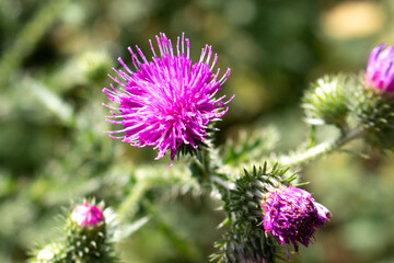 spiny plumeless thistle also welted thistle (in german Weg-Distel) Carduus acanthoides