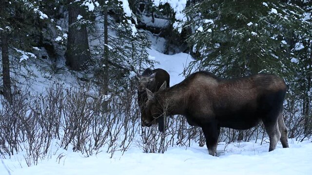 Cow moose and her young calf (Alces alces) eating twigs in a snowy forest, Jasper National Park, Alberta, Canada
