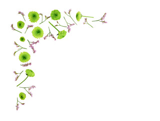 Flowers composition. Pattern made of chrysanthemums flat lay, top view,