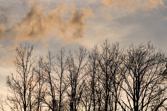Sunset reflecting off clouds over silhouetted trees in winter