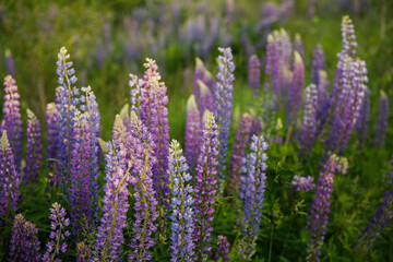 Naklejka premium blooming beautiful lupine flowers in summer at sunset