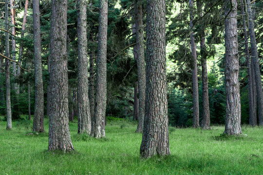 Lillo pine forest in the Monta&radic;&plusmn;a de Ria&radic;&plusmn;o Regional Park, Le&radic;&ge;n, Spain