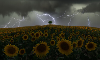 Majestic scenery of bright lightnings flashing above blossoming sunflower field during thunderstorm in summer