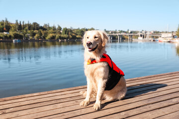 Dog rescuer in life vest on wooden deck near river