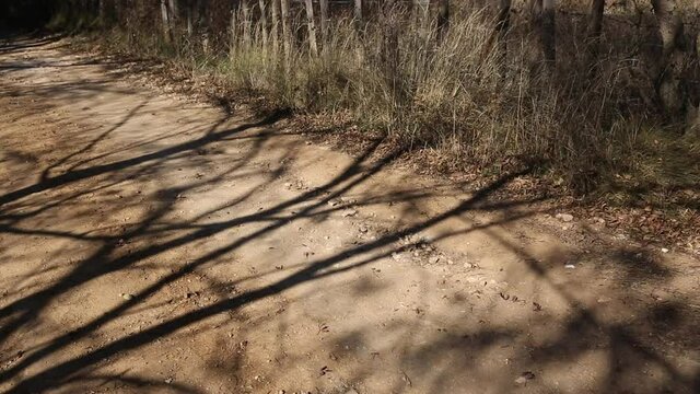 Chemin ombrag&eacute;