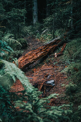 Schwarzwald 01