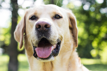 Smiling labrador dog in the city park portrait. Smiling and looking up, looking away