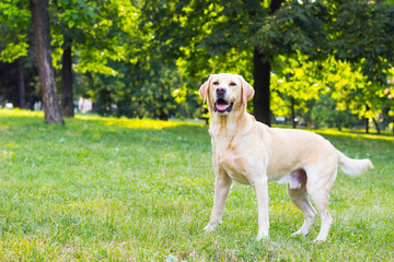 Smiling labrador dog in the city park portrait. Smiling and looking up, looking away