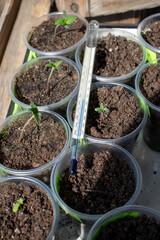Hemp shoots on the windowsill with a thermometer photo 2