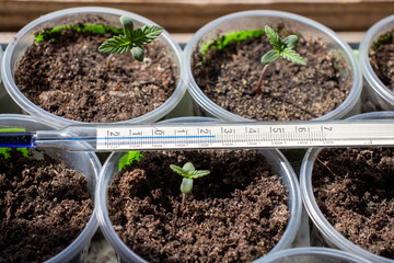 Hemp shoots on the windowsill with a thermometer photo 4