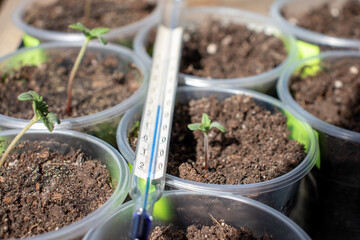 Hemp shoots on the windowsill with a thermometer photo 6