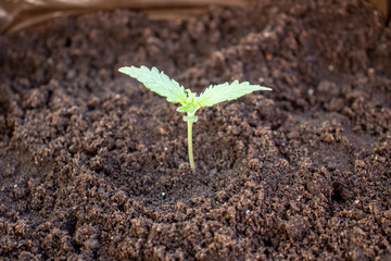 Planted in the ground hemp sprout ak 49 photos 2