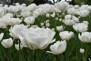 closeup of white flowers in a garden