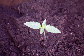 Planted in the primed hemp sprouts of the big devil 2 photos 2