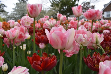 pink and white tulip flowers at the tulip festival in Ottawa