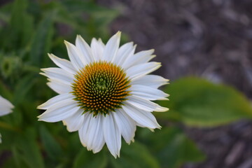 Obraz premium closeup of a white daisy in a flower bed
