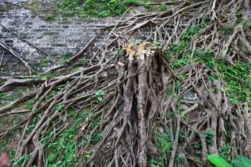 The roots of banyan trees