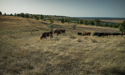 Cows graze in the steppe.