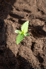 Low Ryder sprout planted in the ground is a low Ryder photo 2