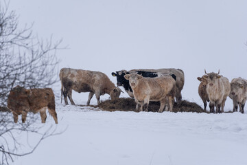 Bulls and cows are in a pasture where it is snowy in winter, she all stands by a pile of food and eats