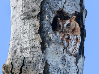 Eastern Screech-Owl Adult Red Morph (Northern) Sitting in a Tree Hole in Winter