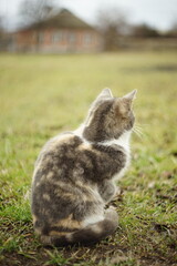 tricolor kitty rest on the green grass in foggy rural garden.