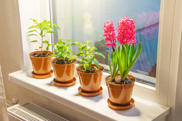 Three pink purple hyacinths and indoor decorative peppers on the windowsill in the apartment illuminated by the sunshine from the balcony.